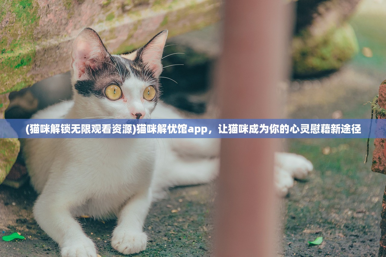 (猫咪解锁无限观看资源)猫咪解忧馆app，让猫咪成为你的心灵慰藉新途径