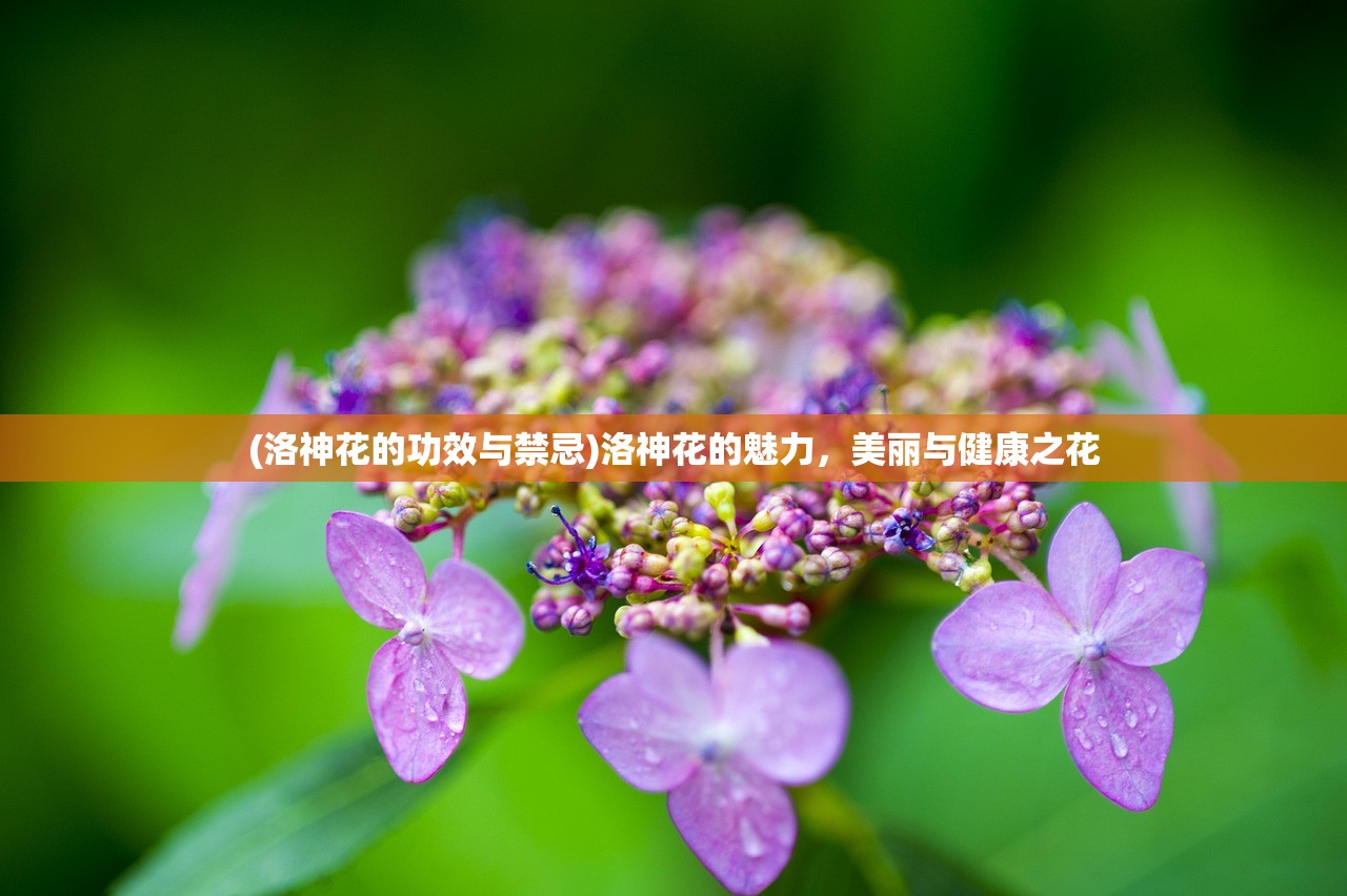 (洛神花的功效与禁忌)洛神花的魅力，美丽与健康之花