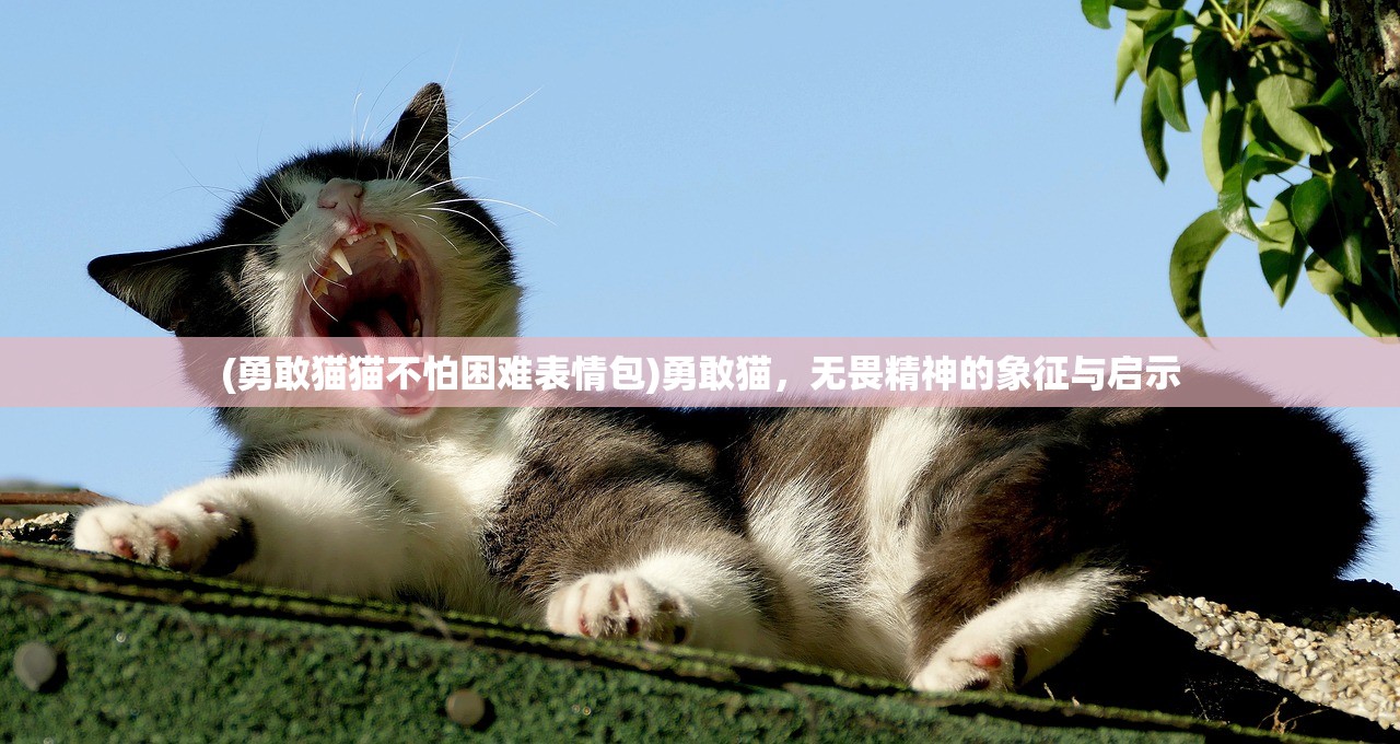 (勇敢猫猫不怕困难表情包)勇敢猫，无畏精神的象征与启示